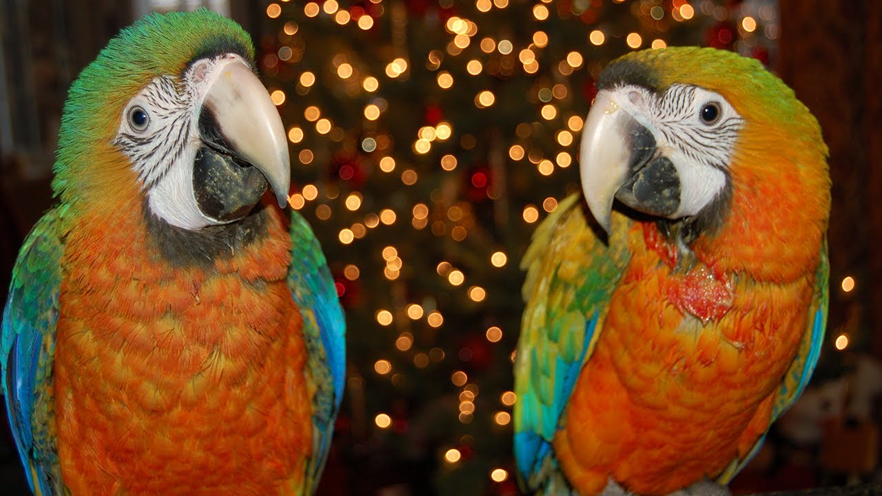 Camelot Macaw FAQ | Comet & Tusa