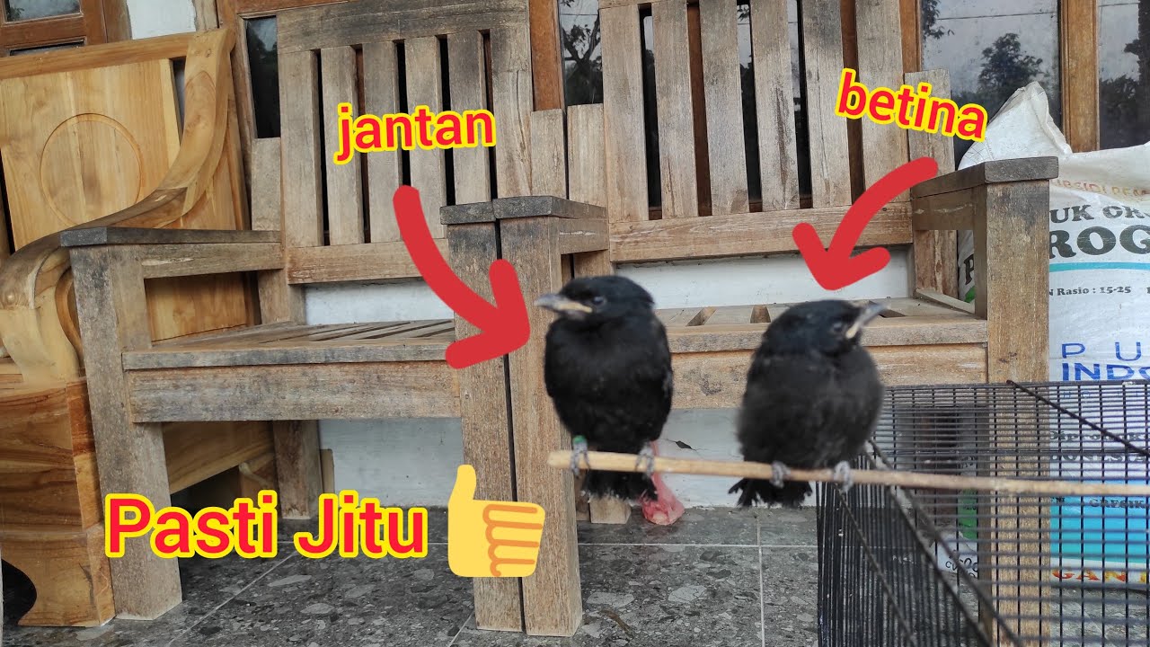 tiga cara membedakan jantan dan betina anakan srigunting hitam