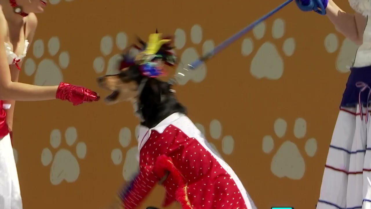 CARNAVAL CANINO