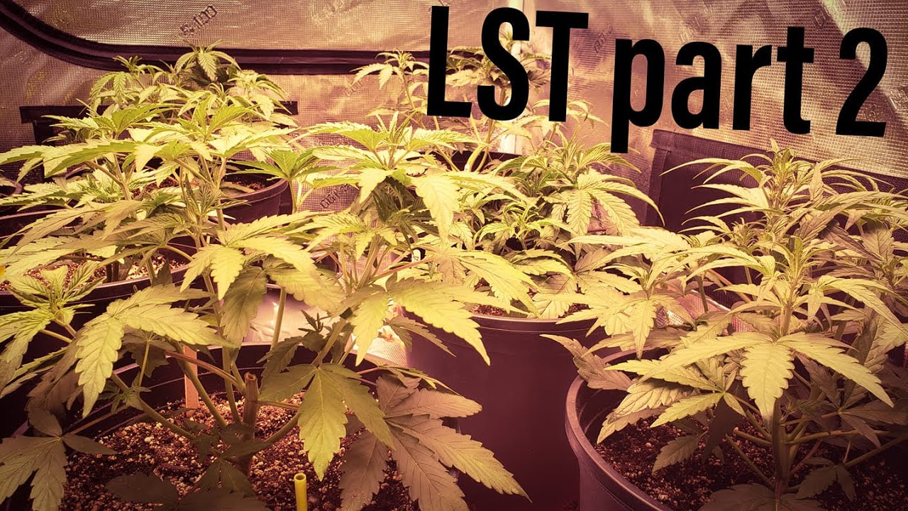 GROW GARAGE - How To Low Stress Train - Part 2 - ft. viparspectra