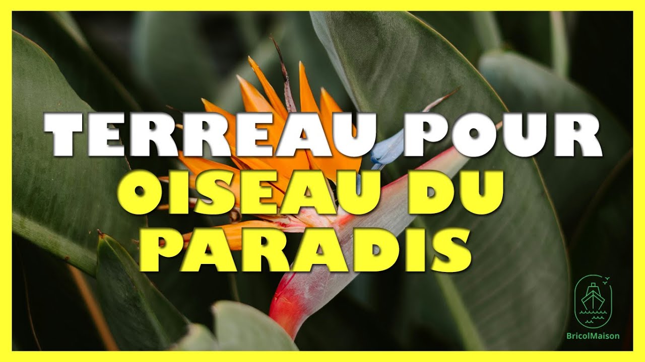 Quel terreau pour oiseau du paradis