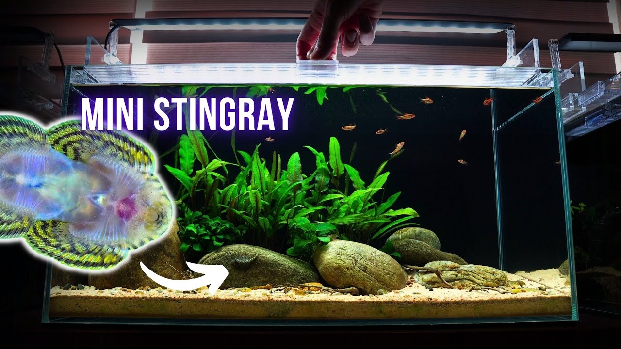 THIS HAPPENED when I added HILLSTREAM LOACH to AQUARIUM | EP4 NANO RIVER AQUARIUM