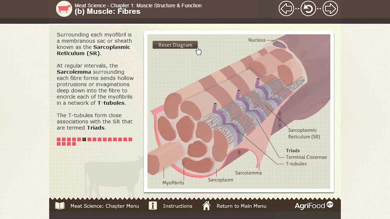 Meat Science - e-Learning Demo