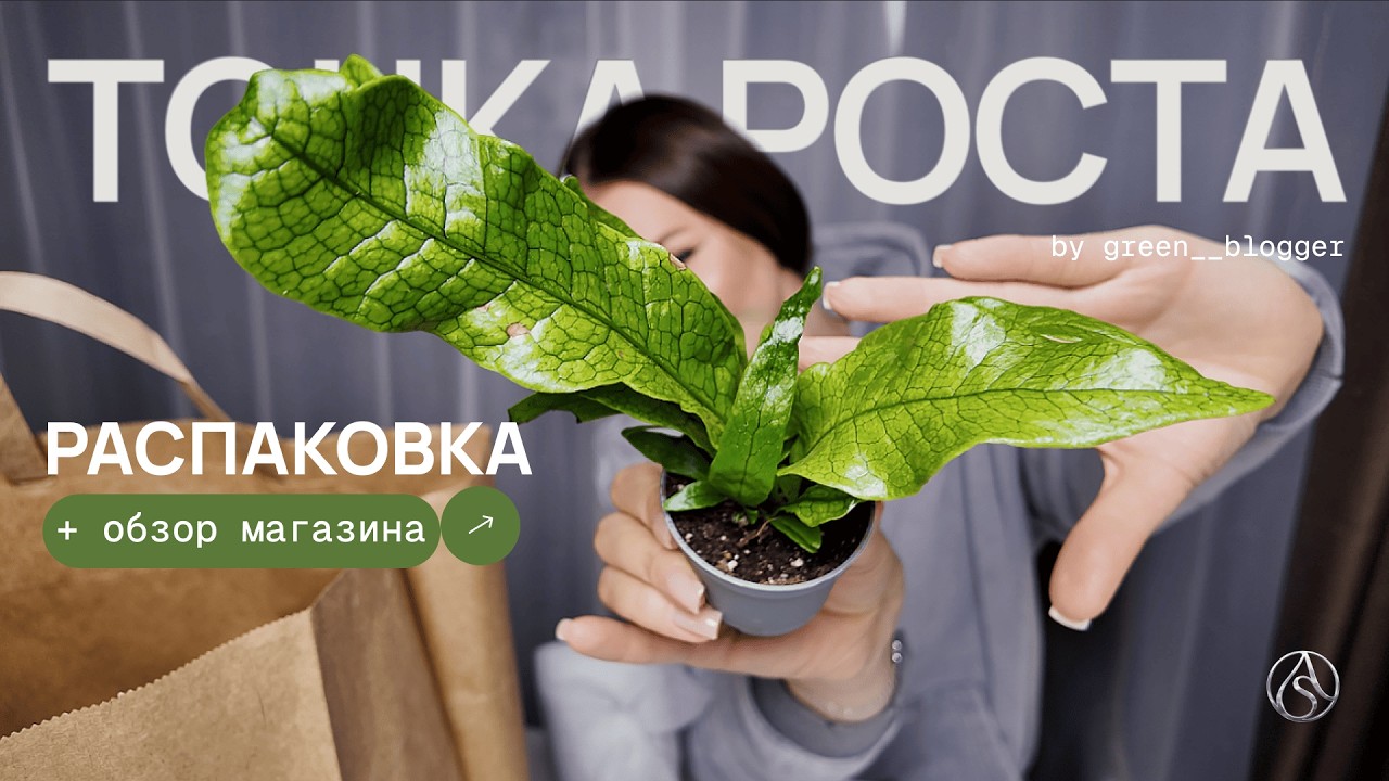 20 новых хой за один день! + редкая экзотика | Pro Antas