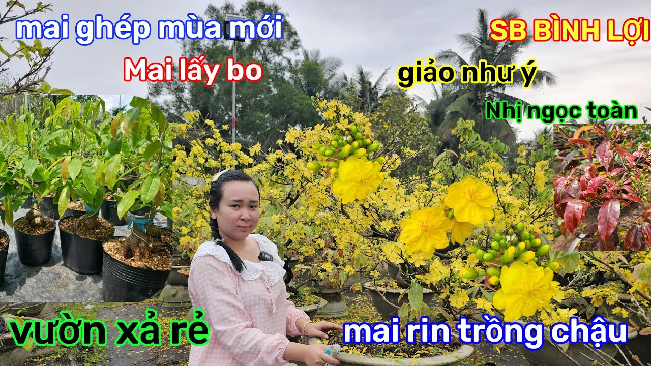 🌲23/2☎️Vườn mai Quế Anh☎️ mai ghép lấy bo🌲quá trời rẻ🌲mai rin đột biến🌲cúc rin siêu nụ