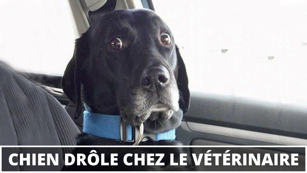 Réactions amusantes de chiens chez le vétérinaire 🐶😂