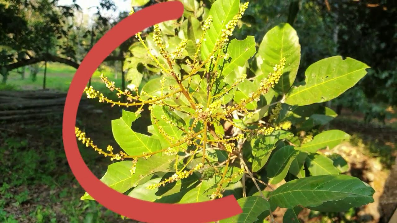 ทำดอกเงาะตัวผู้