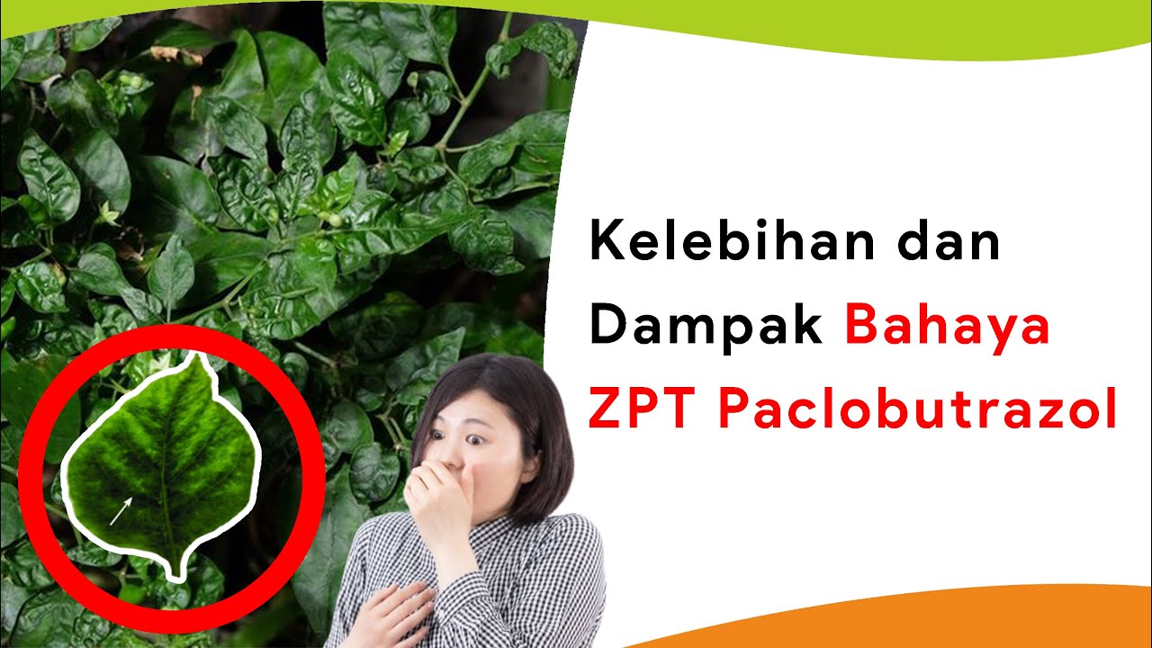 Jangan Asal Diberikan! Kelebihan dan Bahaya ZPT Paclobutrazol