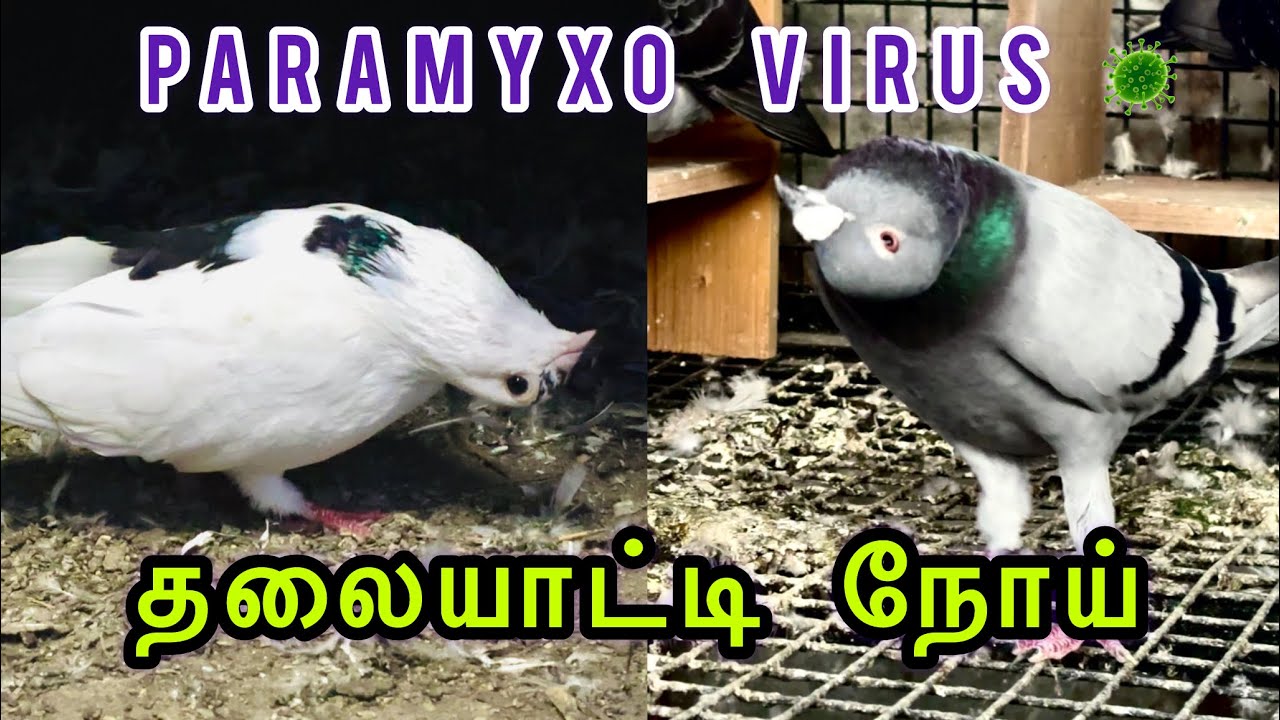 தலையாட்டி நோய் மருந்து | Medicine For Paramyxo Virus 🦠 