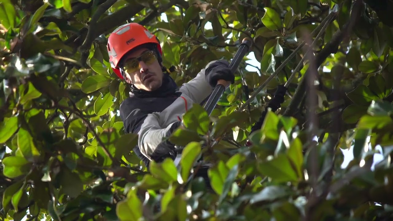 Potatura Magnolia in Tree Climbing Ferrara