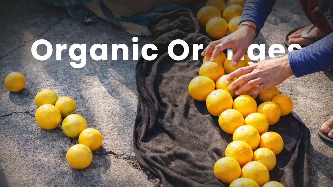 khet se Todhe Hue Oranges 😍