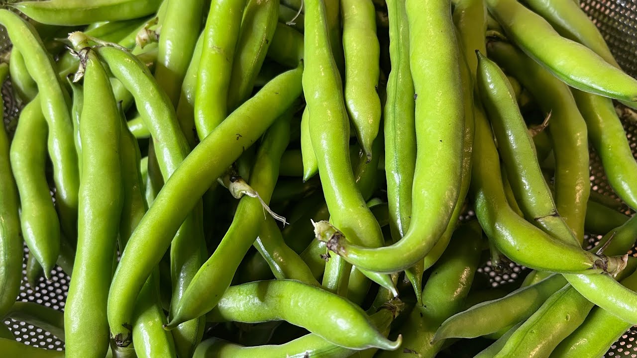 How to Cook Fresh Fava Beans Simple and Yummy