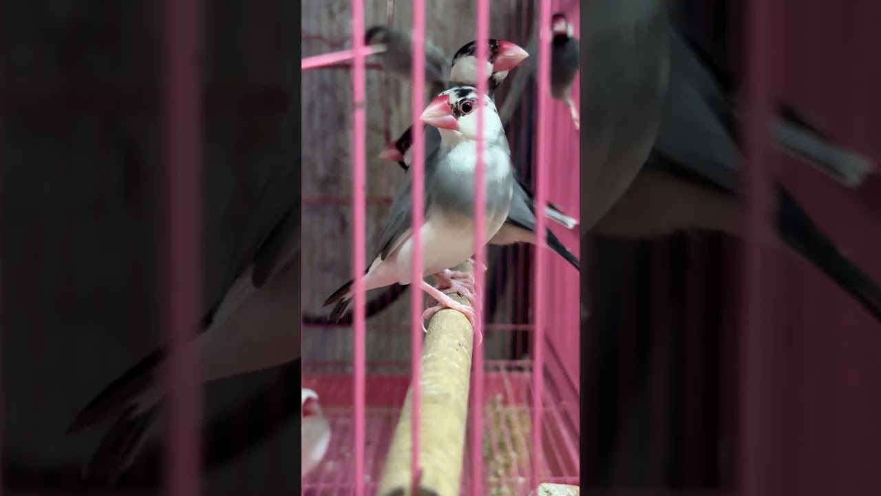 1.	My Mini Bird Zoo 🐦 | Budgies, Cockatiel, Lovebirds, Conure & Rabbits 😍