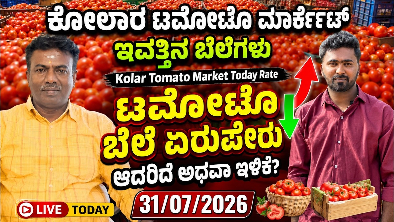 || Kolar today tomato rate  31/07/2026 || ಕೋಲಾರ ಟಮೋಟ ಮಾರ್ಕೆಟ್ ಇವತ್ತಿನ ರೇಟ್ ಎಷ್ಟುಗೊತ್ತಾ.? 💛❤️