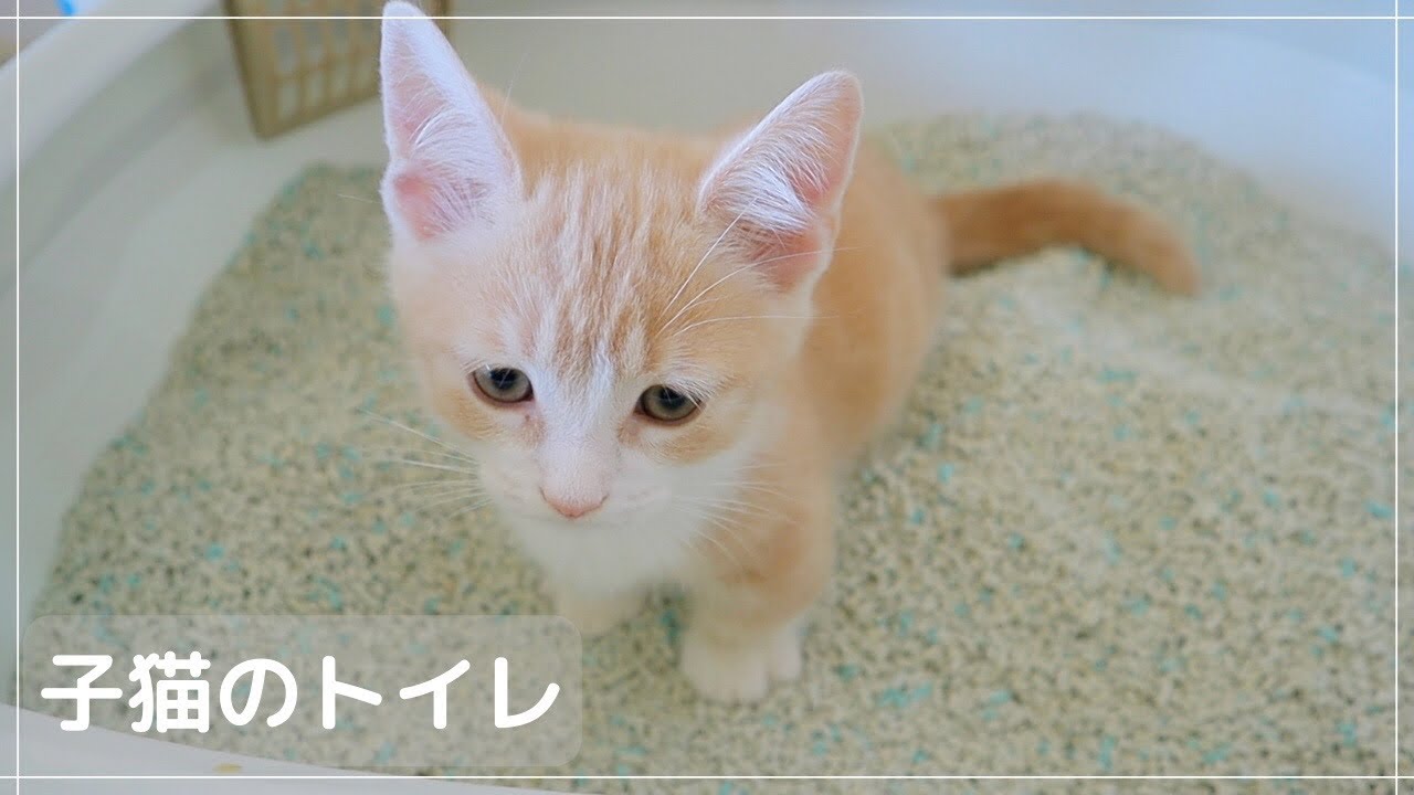 砂かけが苦手な子猫がトイレでうんちをするとこうなりますw