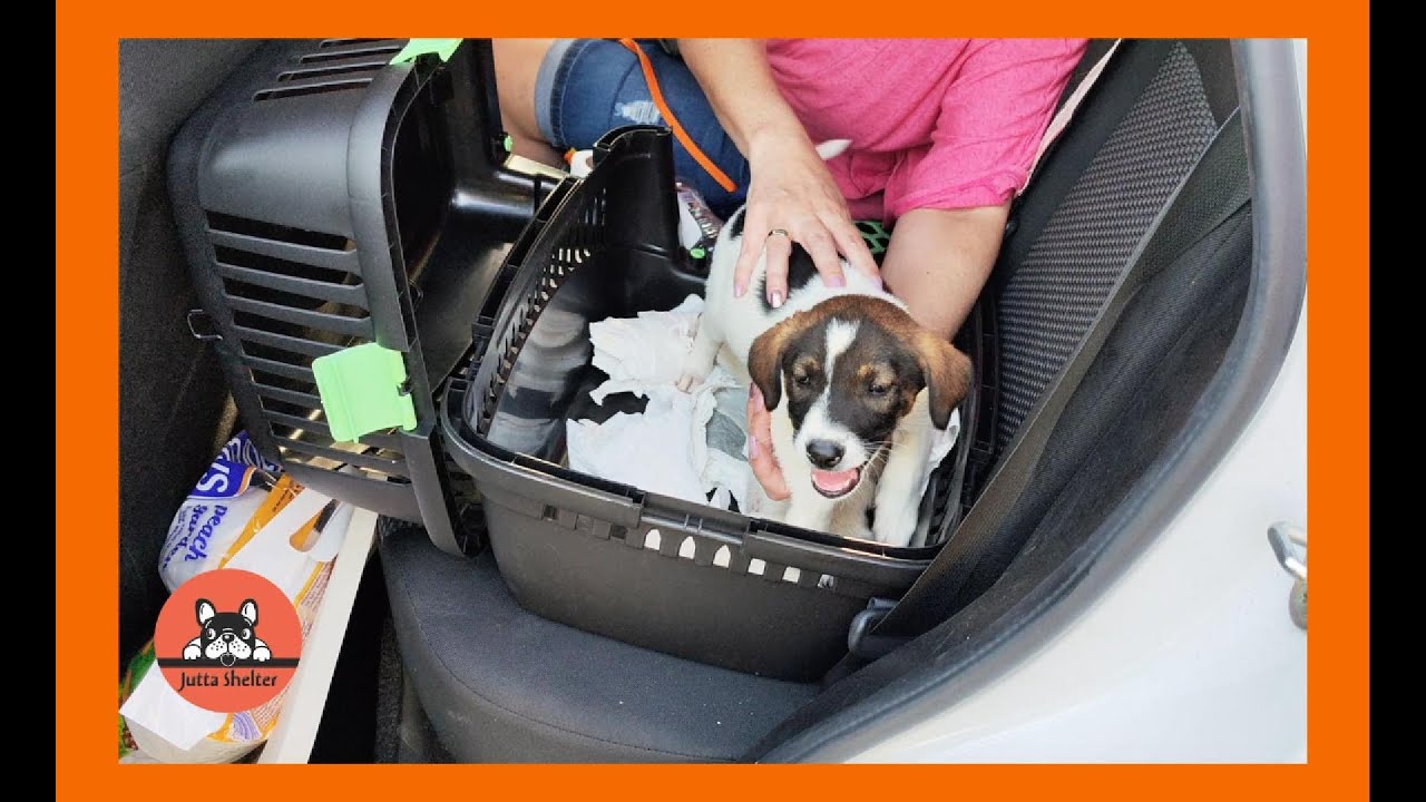 Two Small Puppies Abandoned by the Trash are Rescued