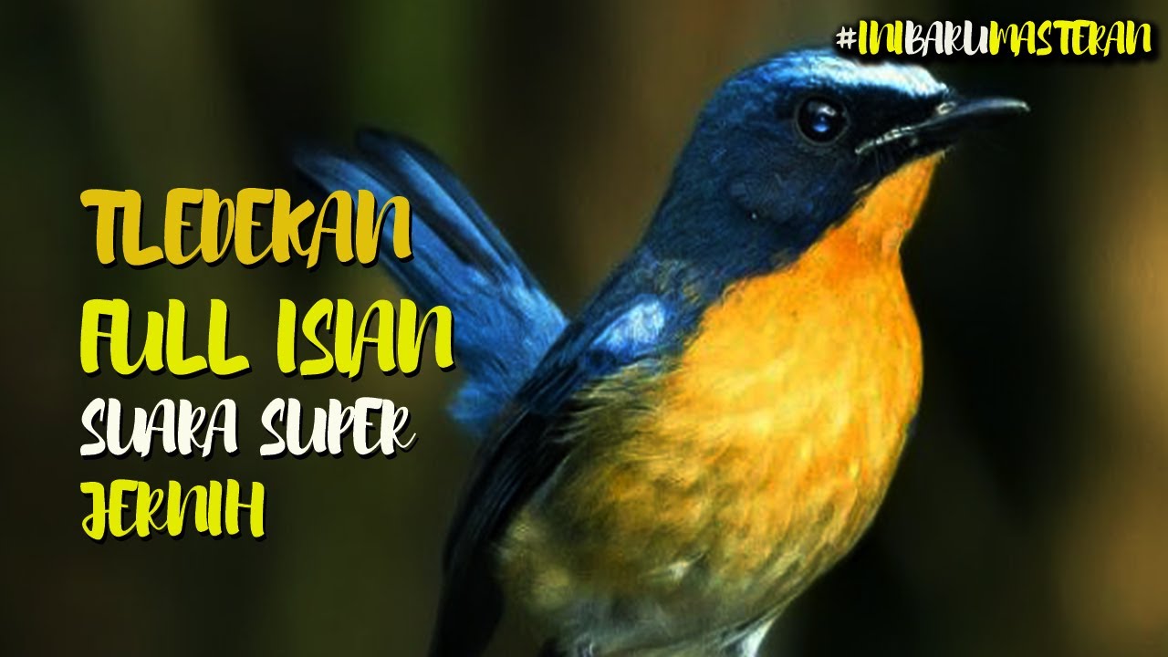 TLEDEKAN NYULING GACOR FULL ISIAN || BUAT MASTERAN ATAU PANCINGAN SEMUA JENIS BURUNG TLEDEKAN