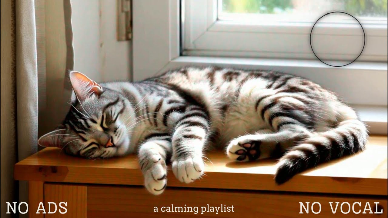 Cat Calming Music 🐈 Gentle Sounds for Stress Relief, Deep Sleep & Relaxation