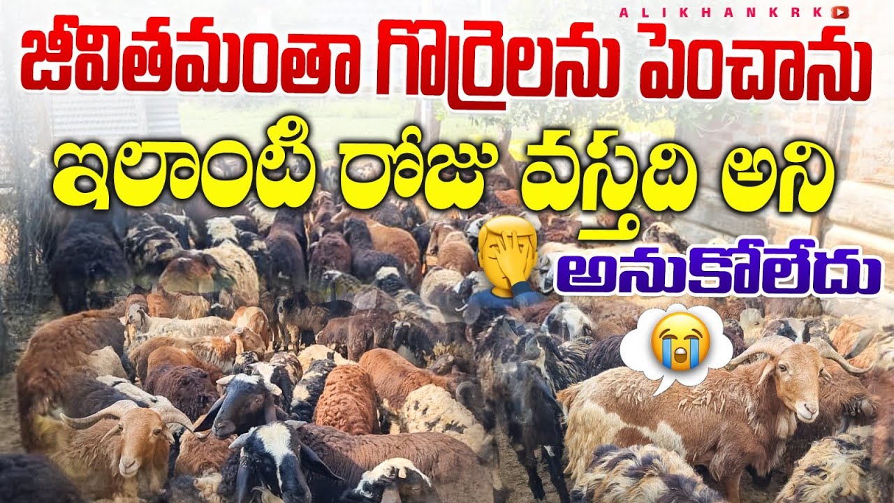 గొర్రె పొట్టేళ్ల పెంపకం / sheep farming Telugu #farming 