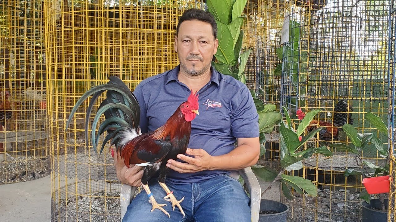 un gallo castado para padre un regalo de Samuel  Cardona para gallos bonao hijo del 10410 chuito v.