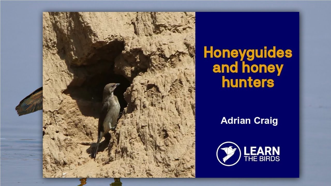 Honeyguides and honey hunters