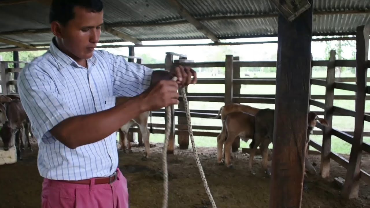 Nudos para el manejo y sujeción en bovinos (parte 1)
