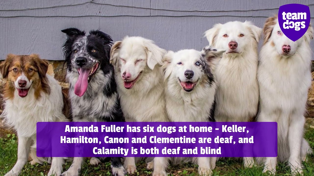 Amazing training of deaf and blind dogs moves people to tears