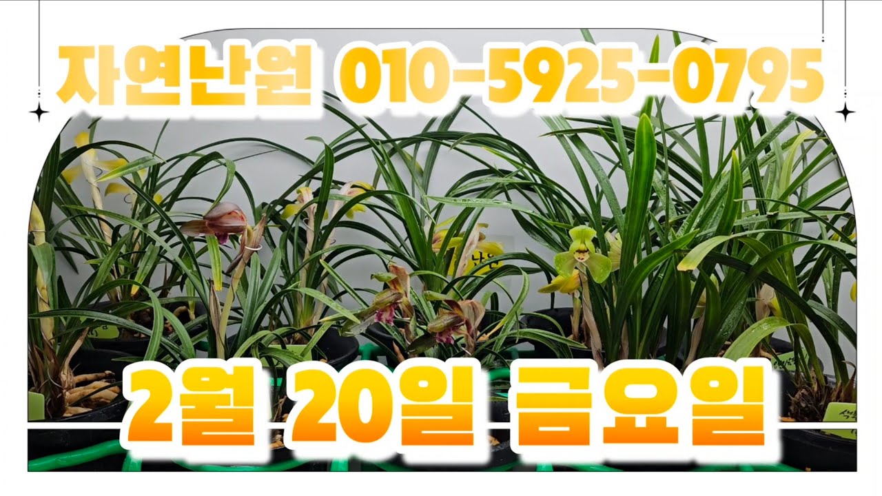 [2월 20일] 태극선, 금산, 수채색설, 환구화정, 색소심+입변, 색소심, 황화, 입변 총 11개체입니다♡