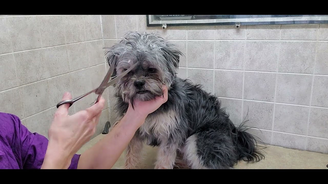 How to trim your dogs face and pluck the hair from the ears, dog grooming, dog ear health