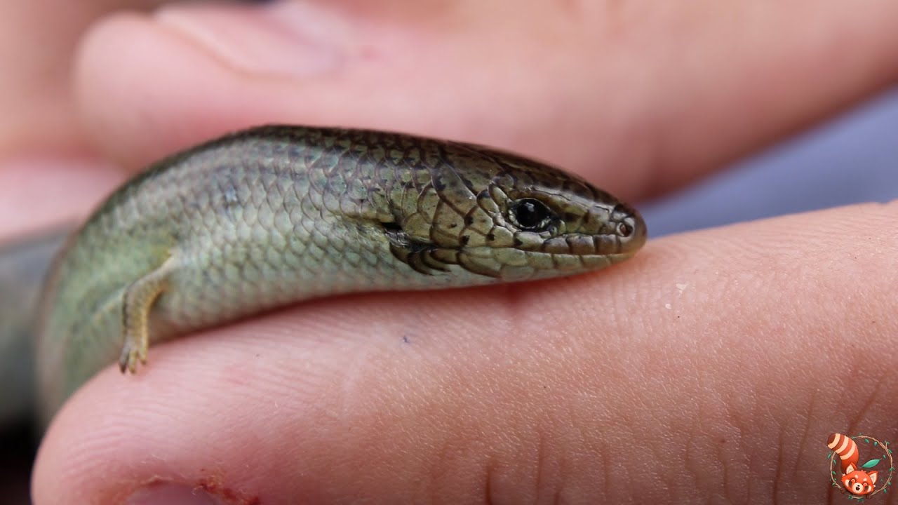 🦎 Eslizón tridáctilo ibérico (Chalcides striatus) ¿Serpiente o lagarto? 🐍
