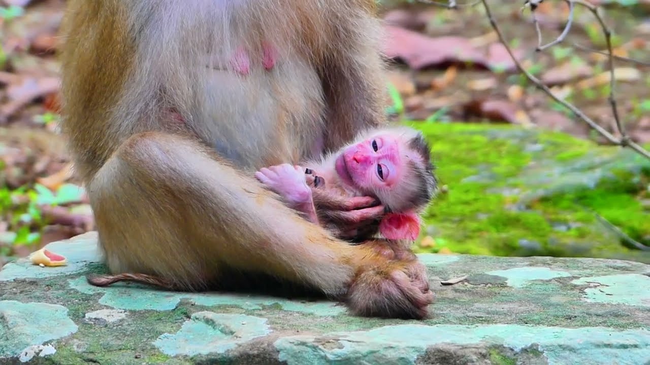 HOT NEWS!! This morning welcome the newborn baby.LINDA gave birth successfully on June 23, 25. 💞🎉