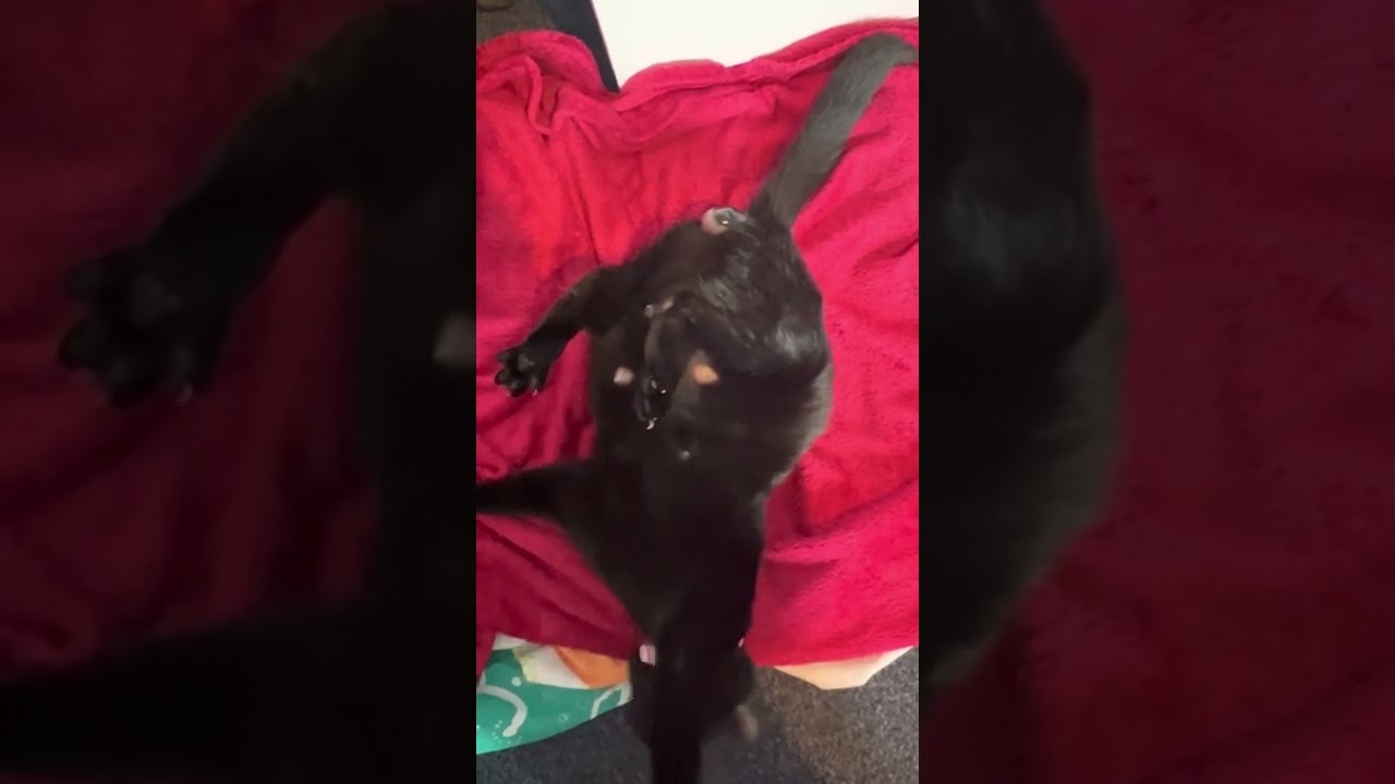 Cat in labour giving birth to a kitten. Cat screaming pushing out a kitten😩