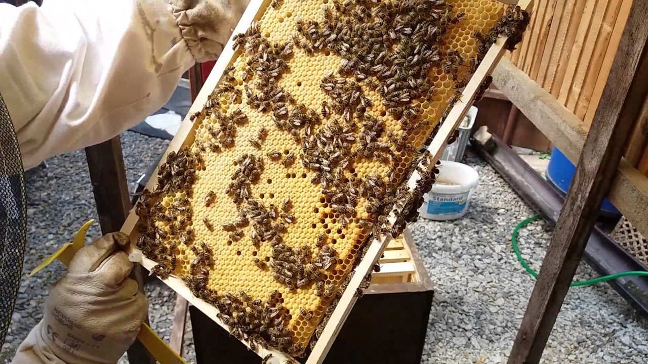 Přivezení nového oddělku včel na stanoviště