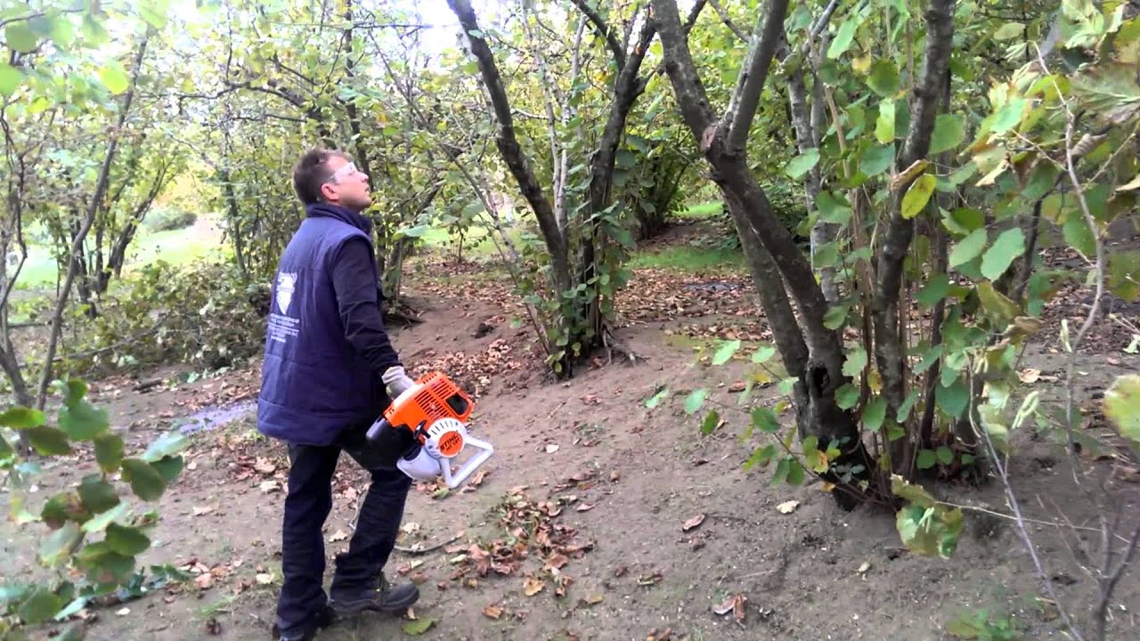 POTATURA NOCCIOLE CON SRAMATORE TELESCOPICO STIHL HT131