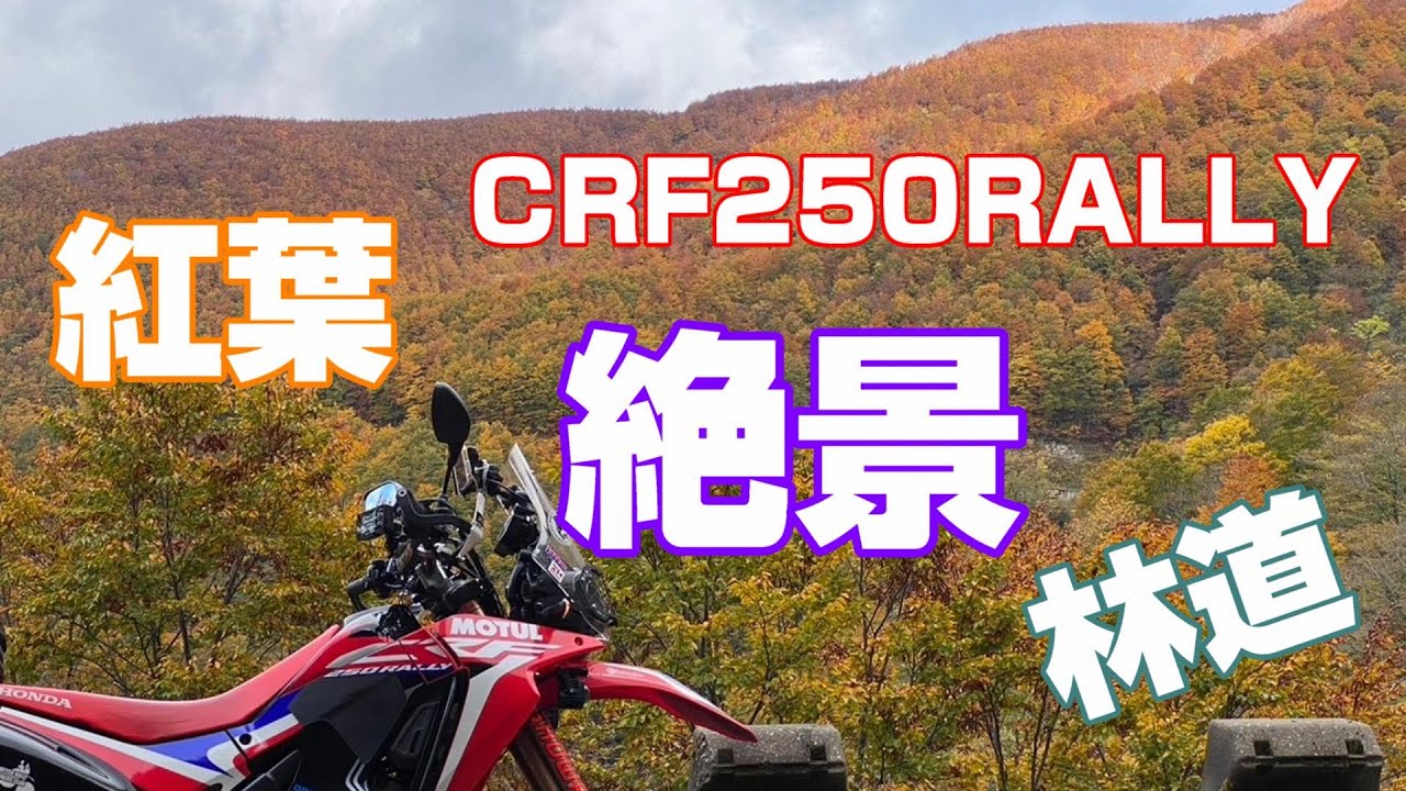 【CRF250RALLY】紅葉絶景林道ツーリング