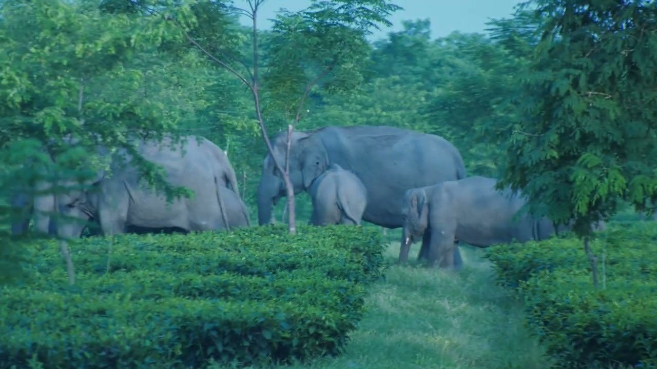 Assam Elephant vlog