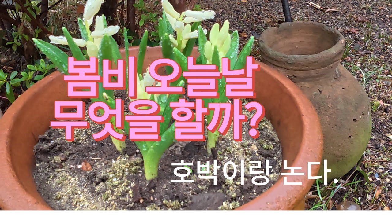 봄비 오는 날 , 호박 가르기, 정원구경#simplelife #slowcooking #사는이야기 #gardening 