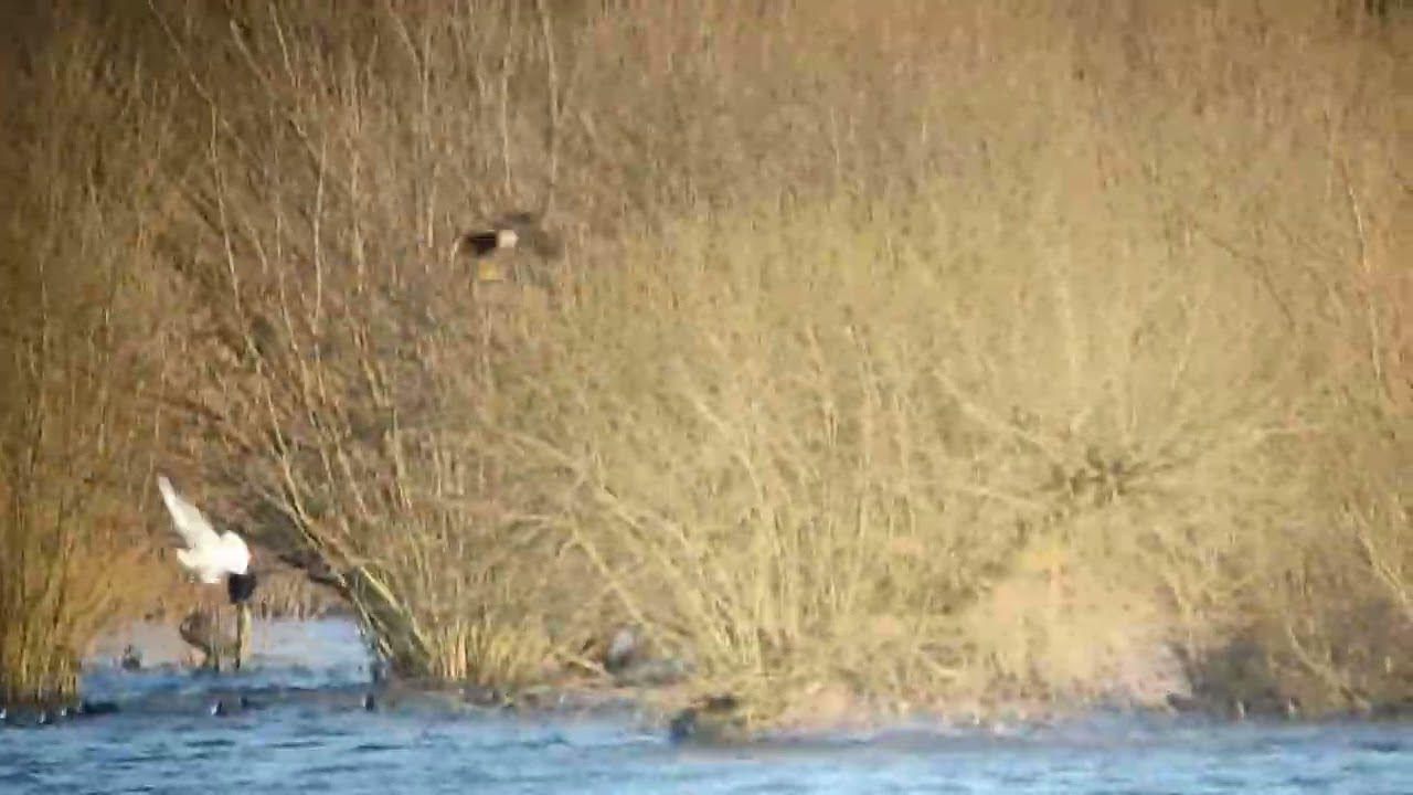Marsh Harrier hunting Black-headed Gull at Wheldrake Ings, Yorkshire, UK, 29th January 2022