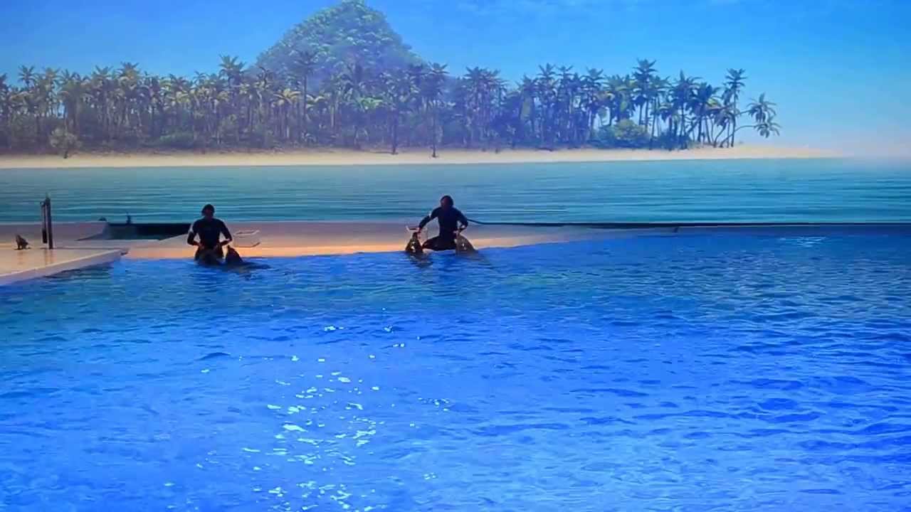 Delfinshow 