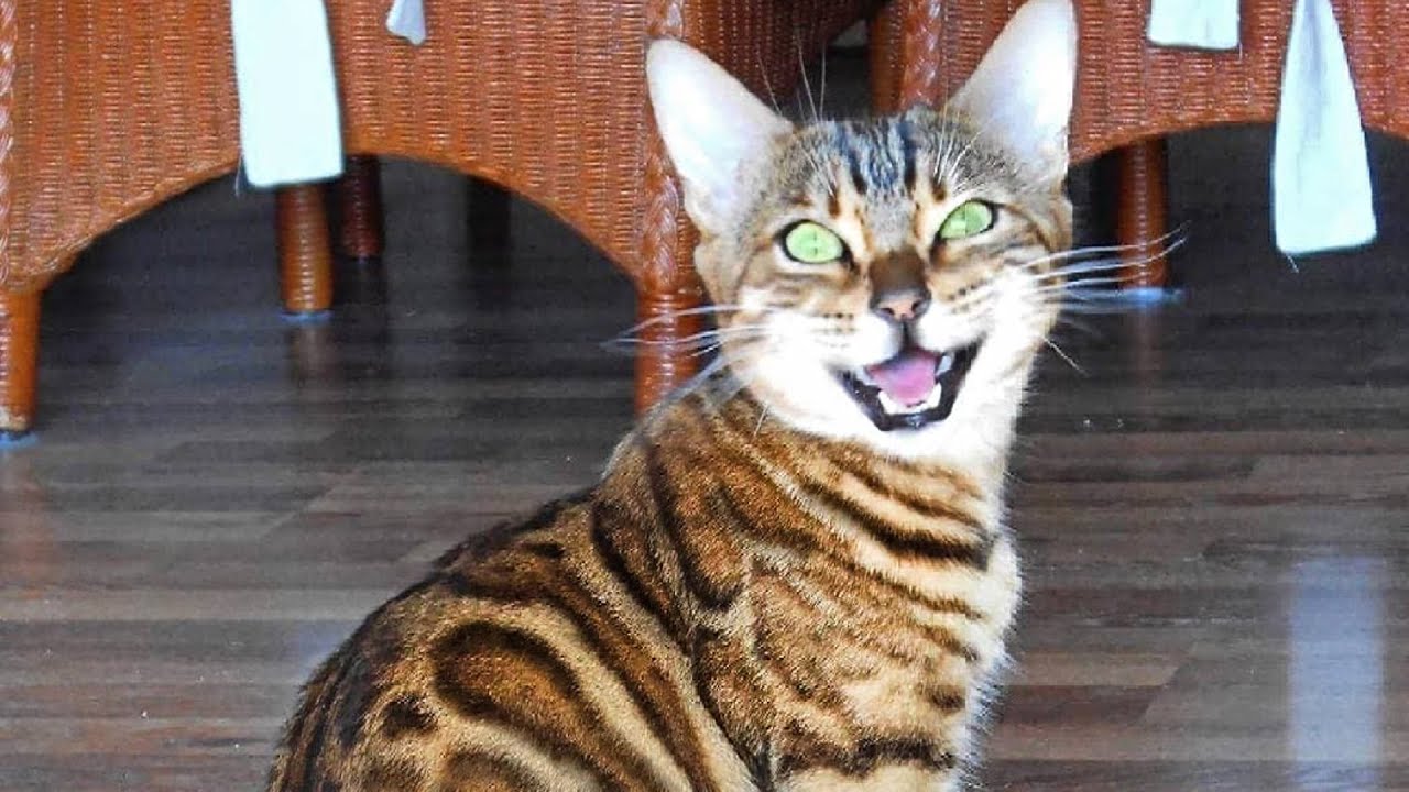 Bengal cats Scream, Chirp and Meow very loud!