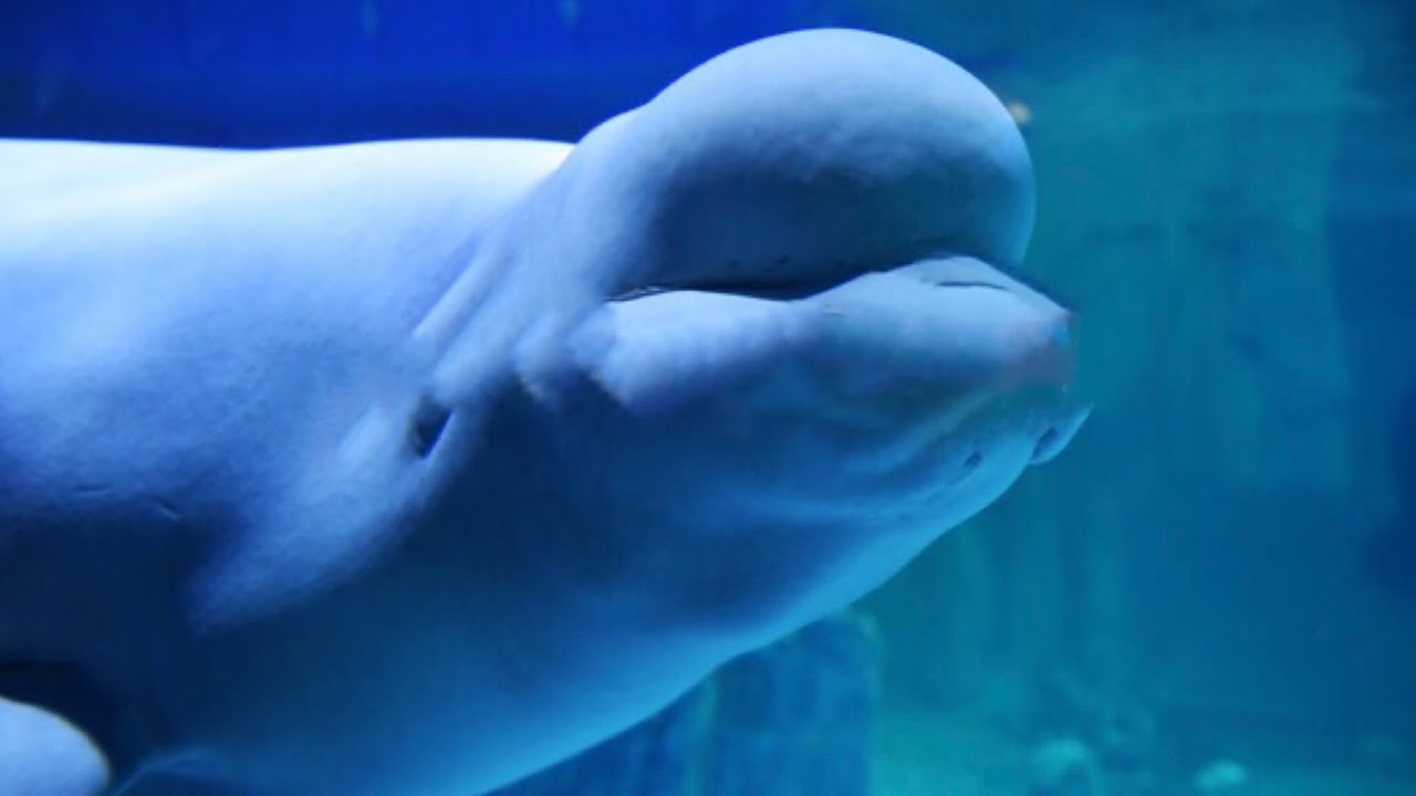 CANTO DELFINI E BALENE -  Rilascio Emozionale - Armonia Interiore