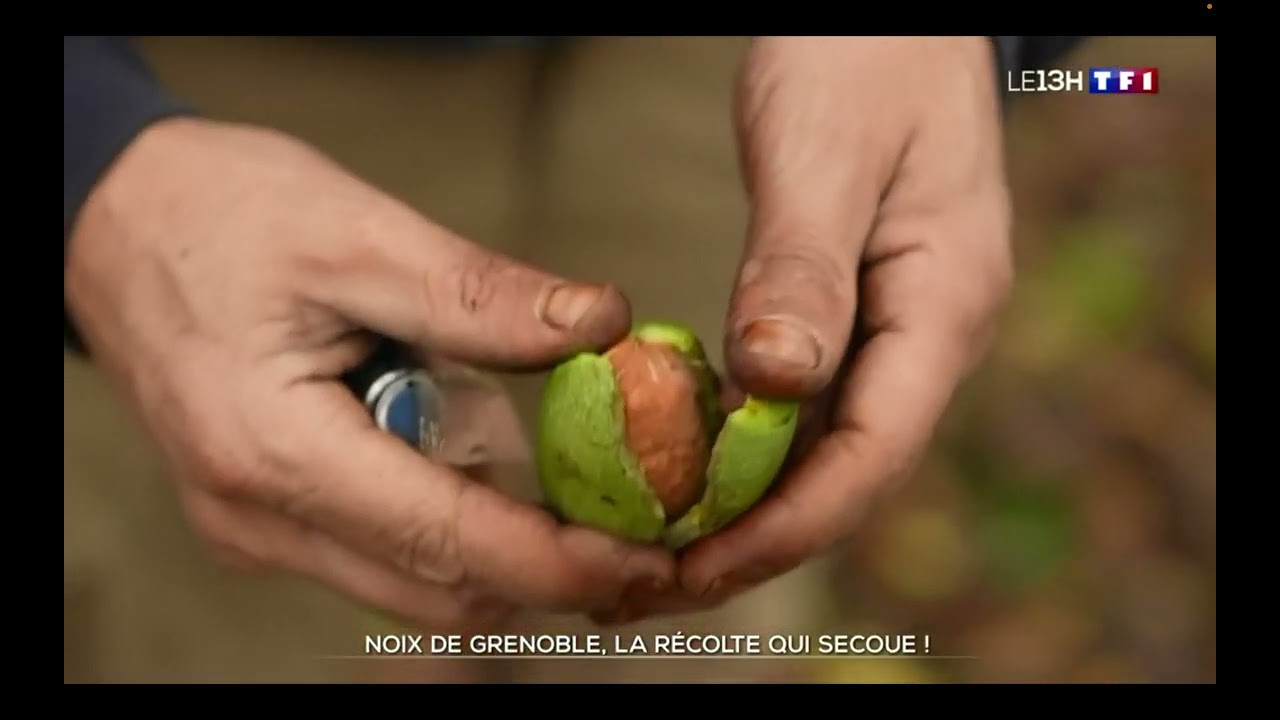 Reportage TF1 13h : Noix de Grenoble la r&eacute;colte qui secoue!