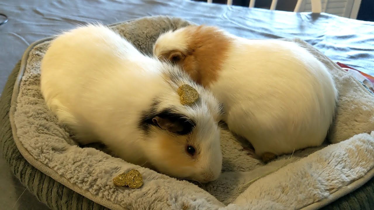 Cute Guinea Pigs Make Me Happy