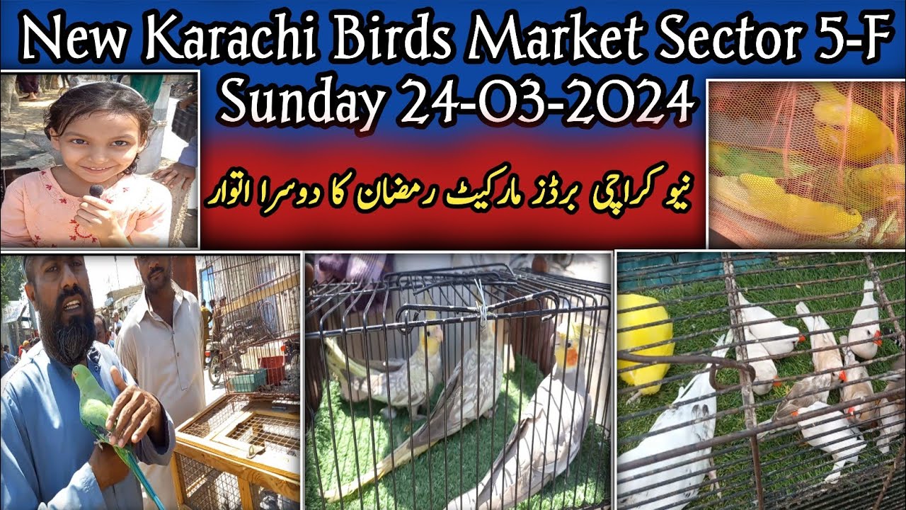New Karachi Birds Market Sector 5-F Sunday 24-03-2024|Sunday Bird Market Karachi|Global Birds Lovers