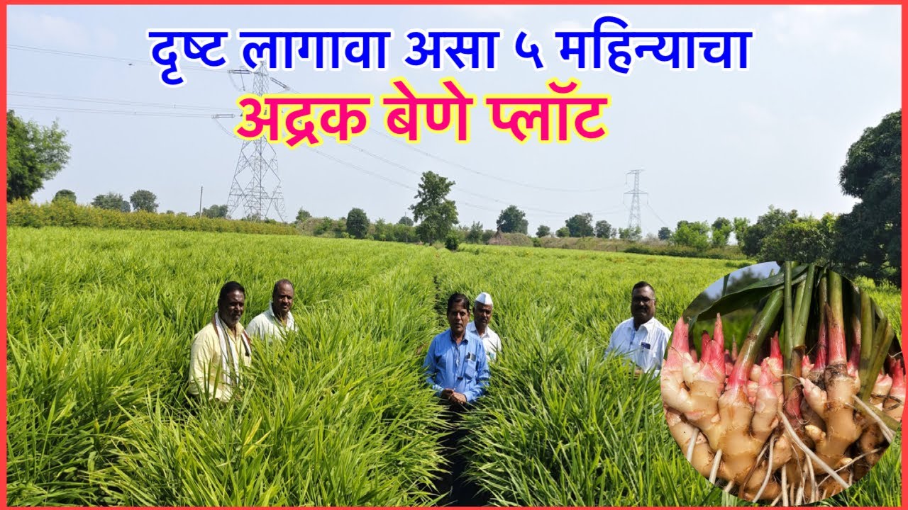अद्रक बेणे प्लॉट कसा असावा..तर असा।एकदा भेट दयाच