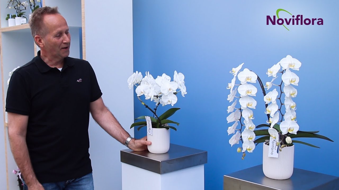 Opti-flor | Orchid specials | Arno | Vlog 03 | EN