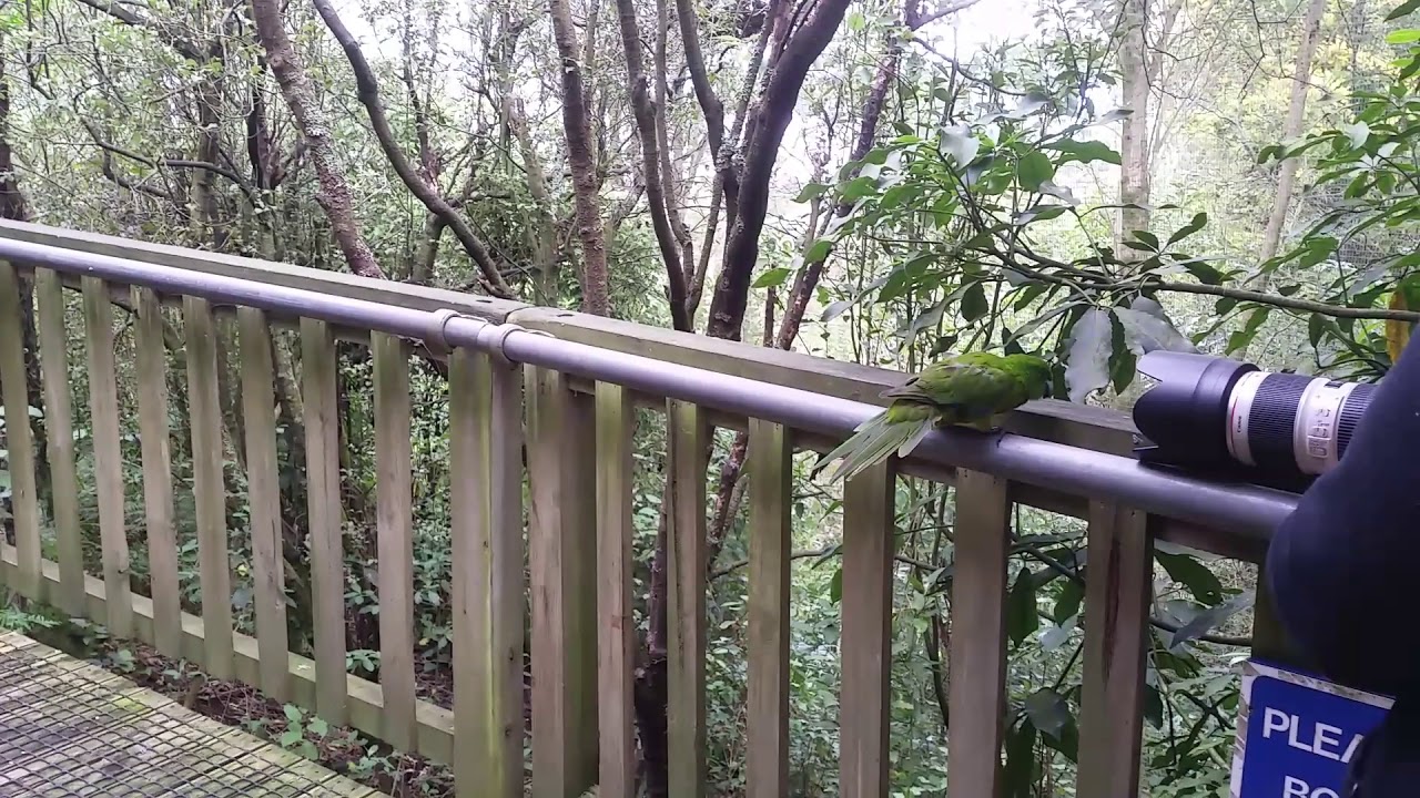 Antipodes Island Parakeet