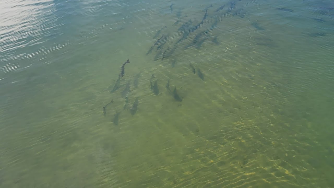 The Kings Cant Resist The Bead! Insane Bite On The Bead! Fishing At Its Best!