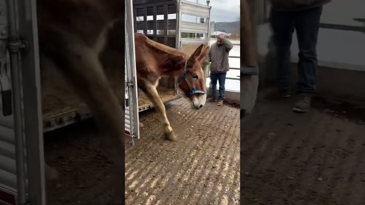 COLBYS CREW MUST HAVE 100s OF HORSES NOW, WHERE DO THEY ALL GO? 🧐 