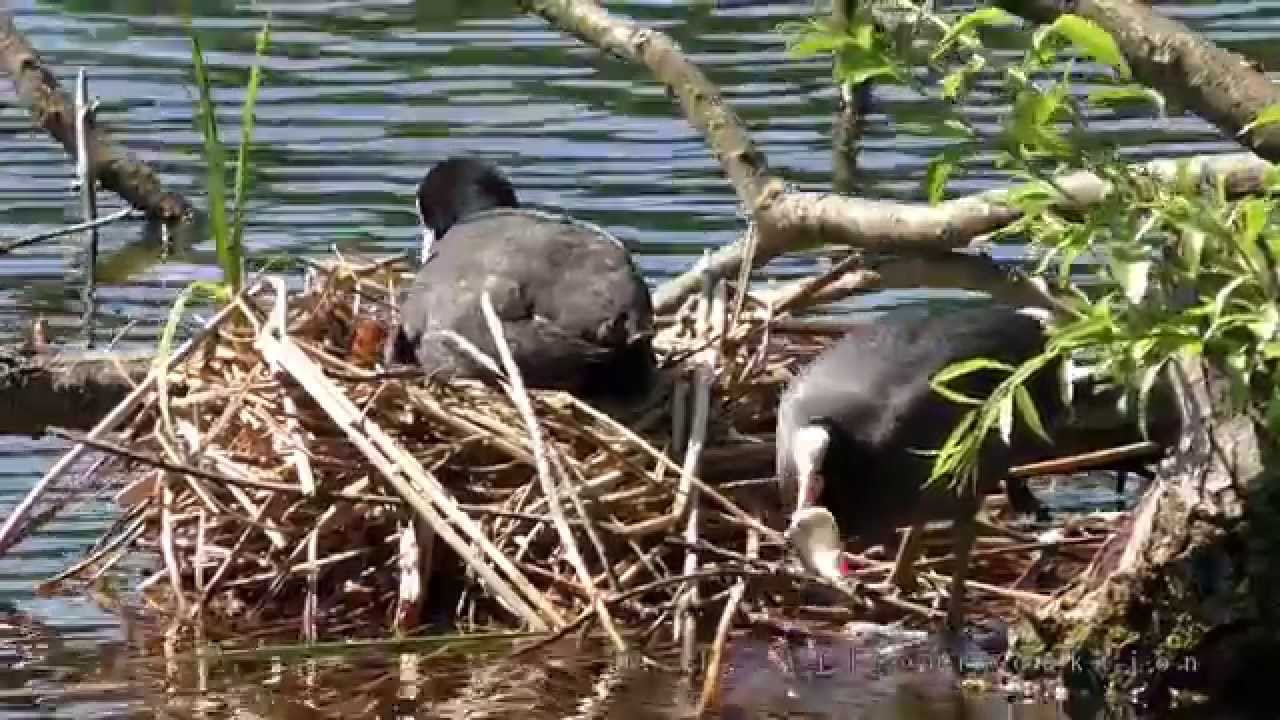 Bl&auml;sshuhn mit K&uuml;ken im Jungfernheidepark - Panasonic HC V757 50Mbits